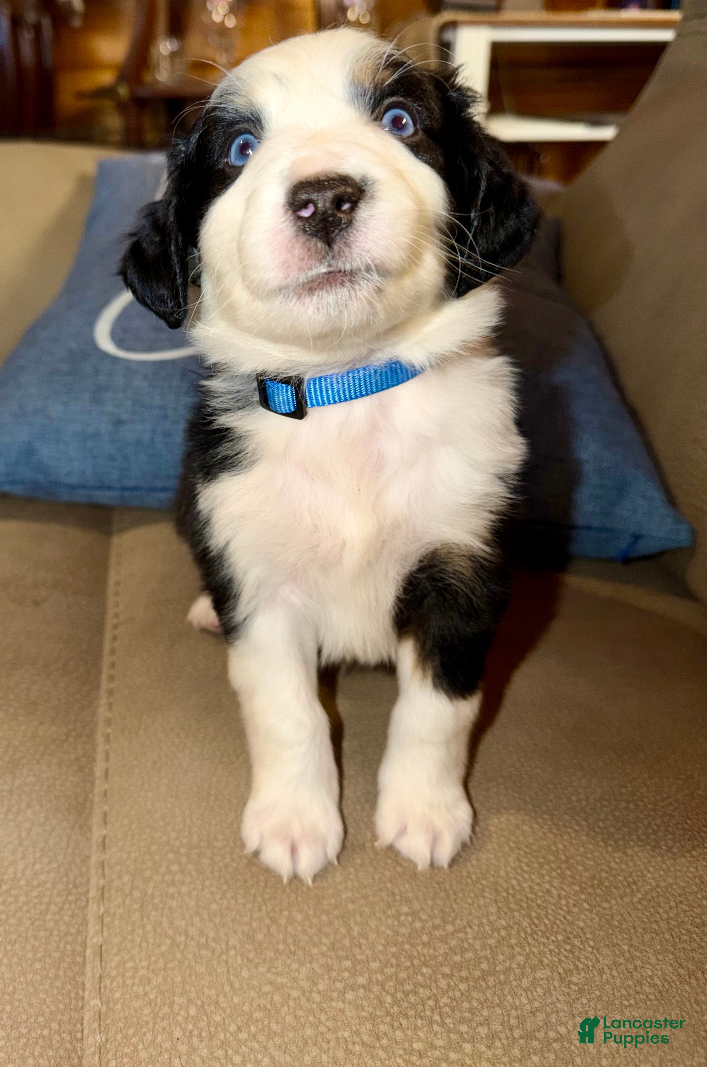 Mixed Breed dogs for sale: Mixed Breed 2 - Ad 4