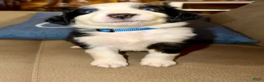 Mixed Breed 2