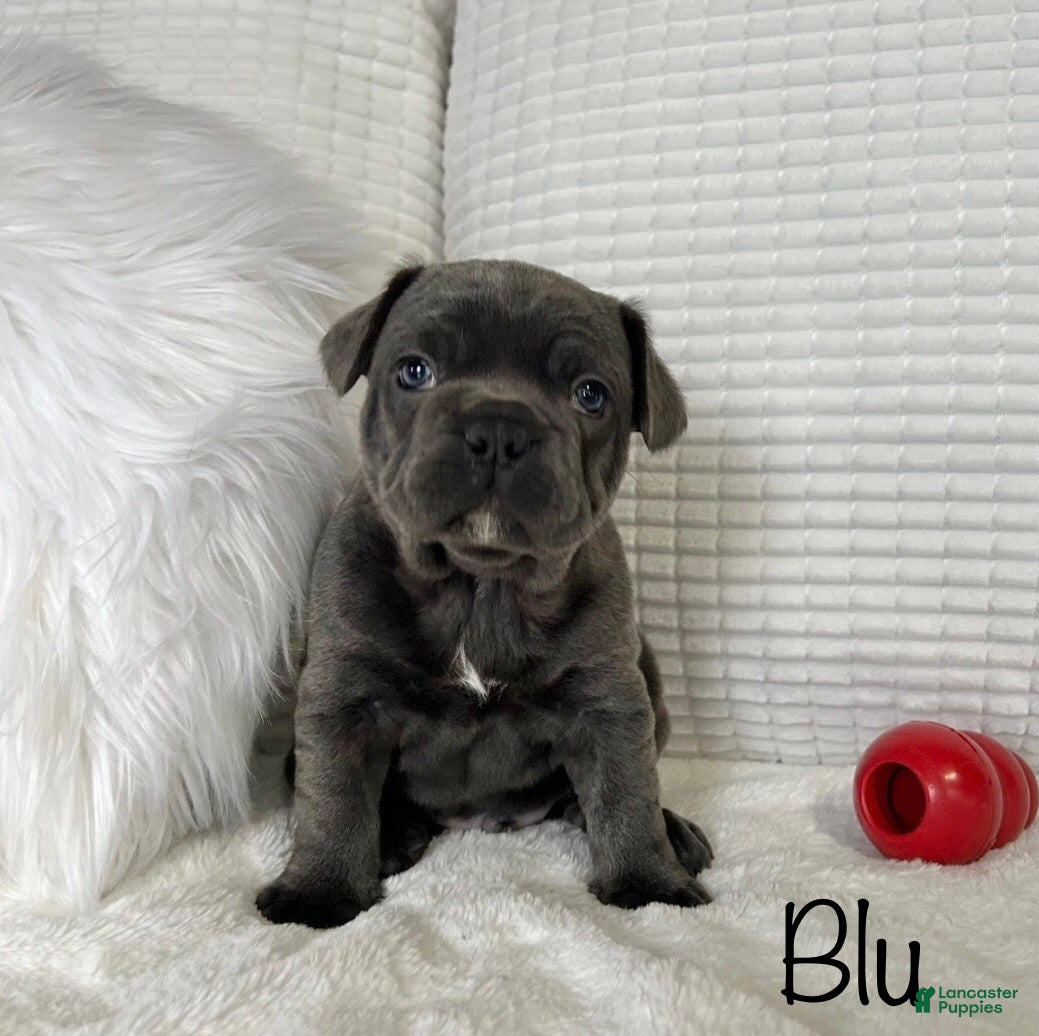 Mixed Breed dogs Blu - Ad 2