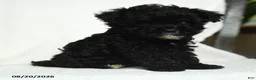 Toy Poodle dogs for sale: Oscar - Ad 1