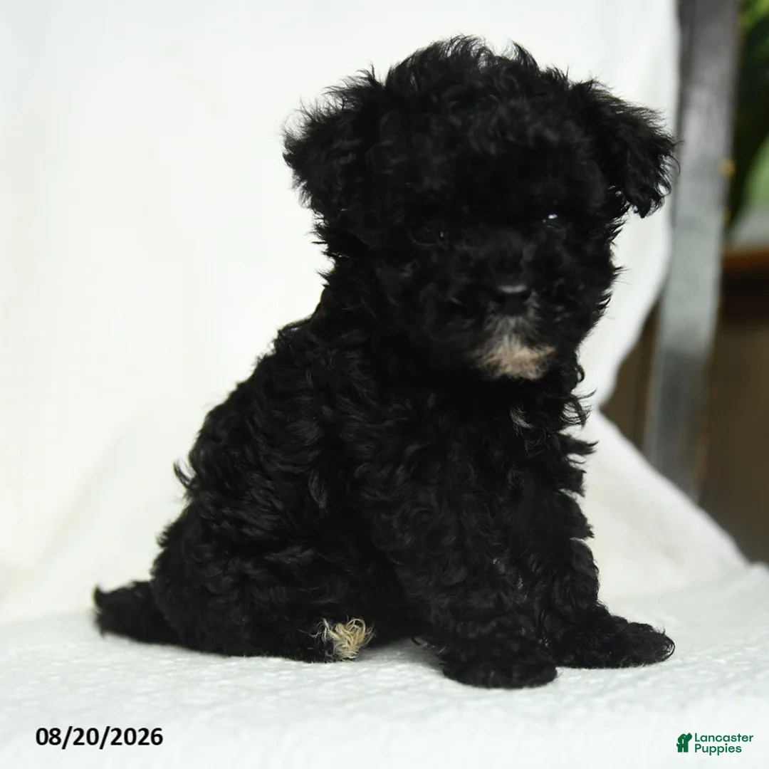 Toy Poodle dogs for sale: Oscar - Ad 1
