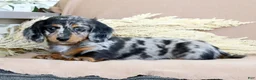 Miniature Dachshund dogs for sale: Leo - Ad 5