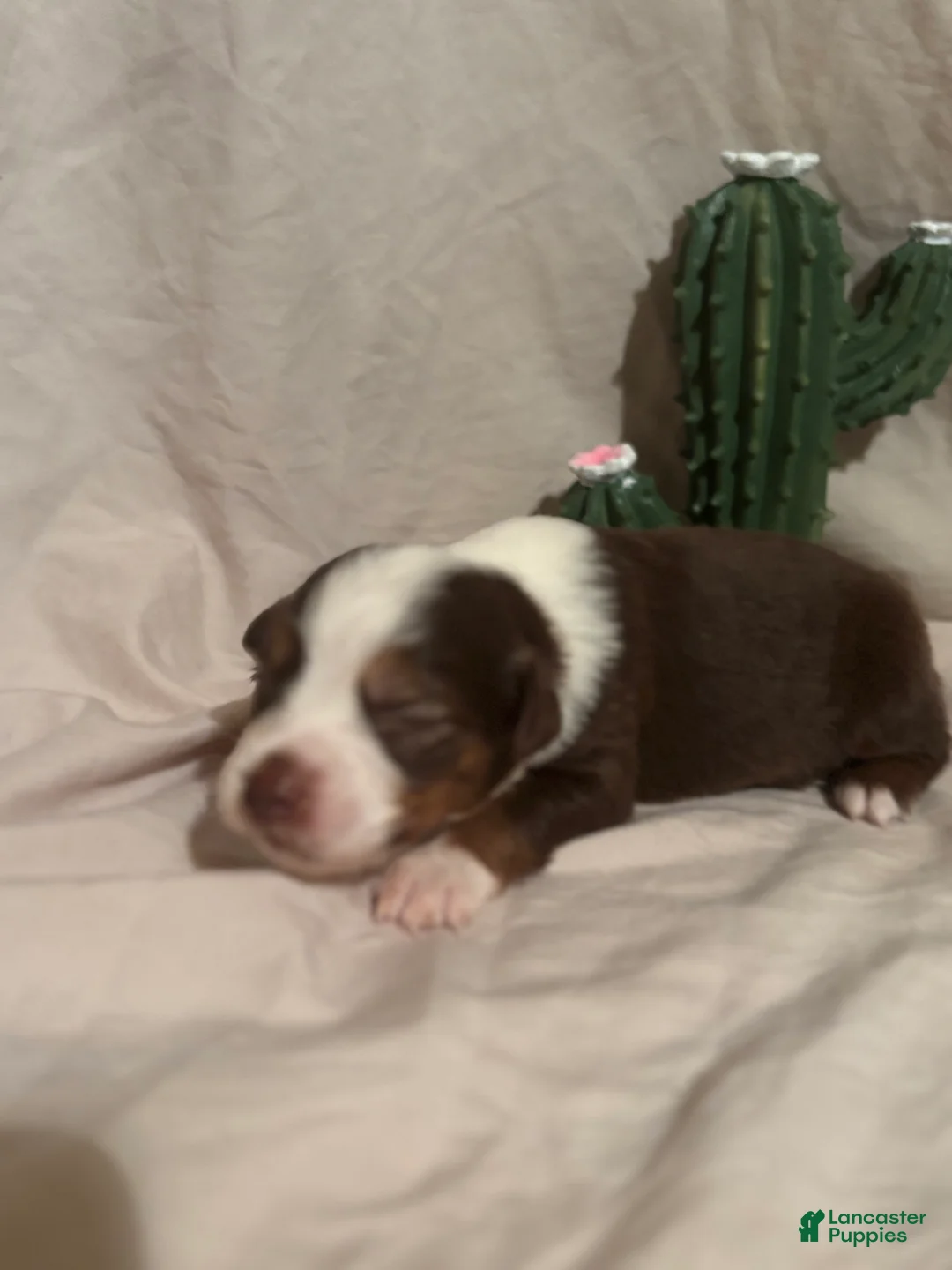 Toy Australian Shepherd dogs for sale: Toy Australian Shepherd 3 - Ad 1