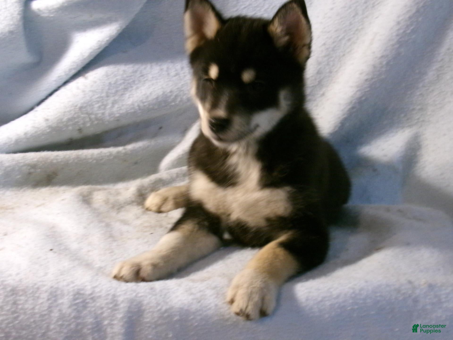 Pomsky dogs for sale: Petunia - Ad 2