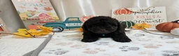 Miniature Poodle dogs for sale: Arnold Jay - Ad 5