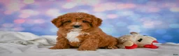 Cavapoo dogs for sale: Candy - Ad 8