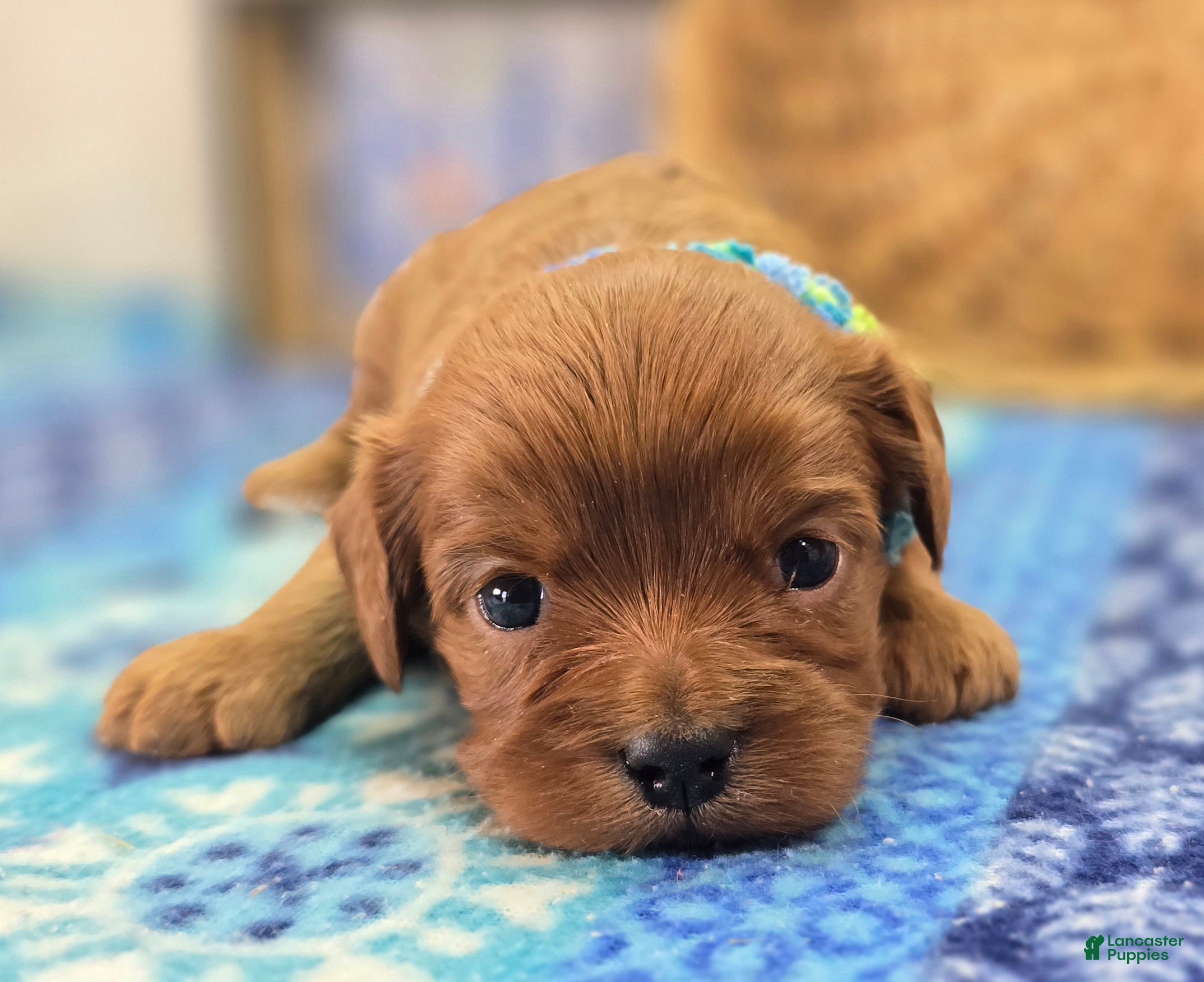 Cavapoo dogs Punt - Ad 16