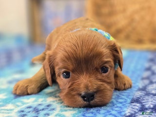 Cavapoo dogs Punt - Ad 41