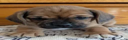 Puggle dogs for sale: Kenny  - Ad 9