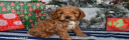 Cockapoo dogs for sale: Dallas - Ad 4