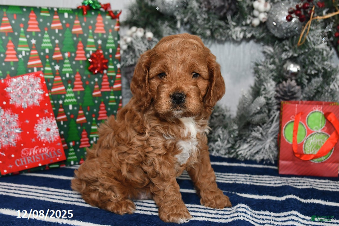 Cockapoo dogs for sale: Dallas - Ad 4