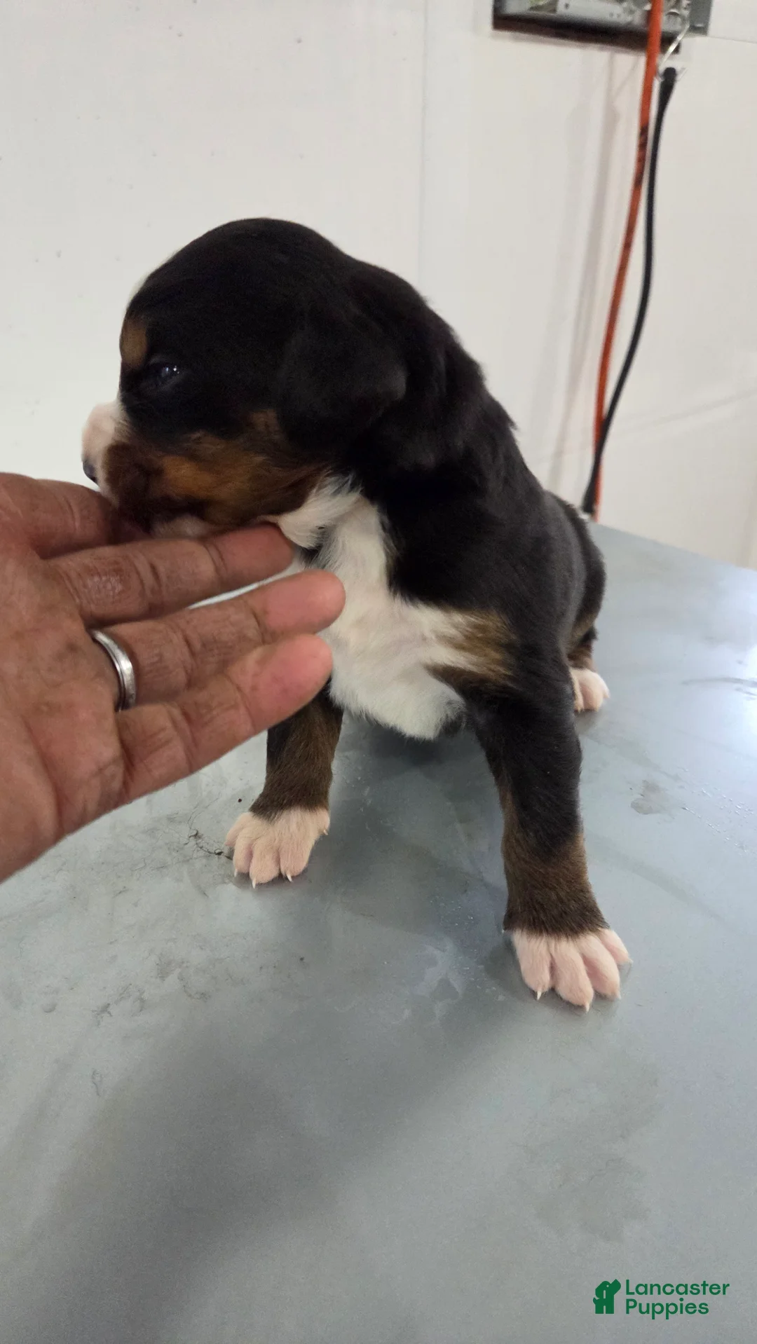 Bernese Mountain Dog dogs for sale: Bernese Mountain Dog Puppy 6 - Ad 2
