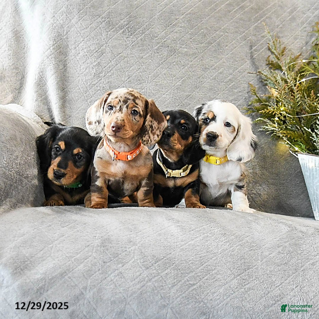 Dachshund dogs for sale: Trouble - Ad 5