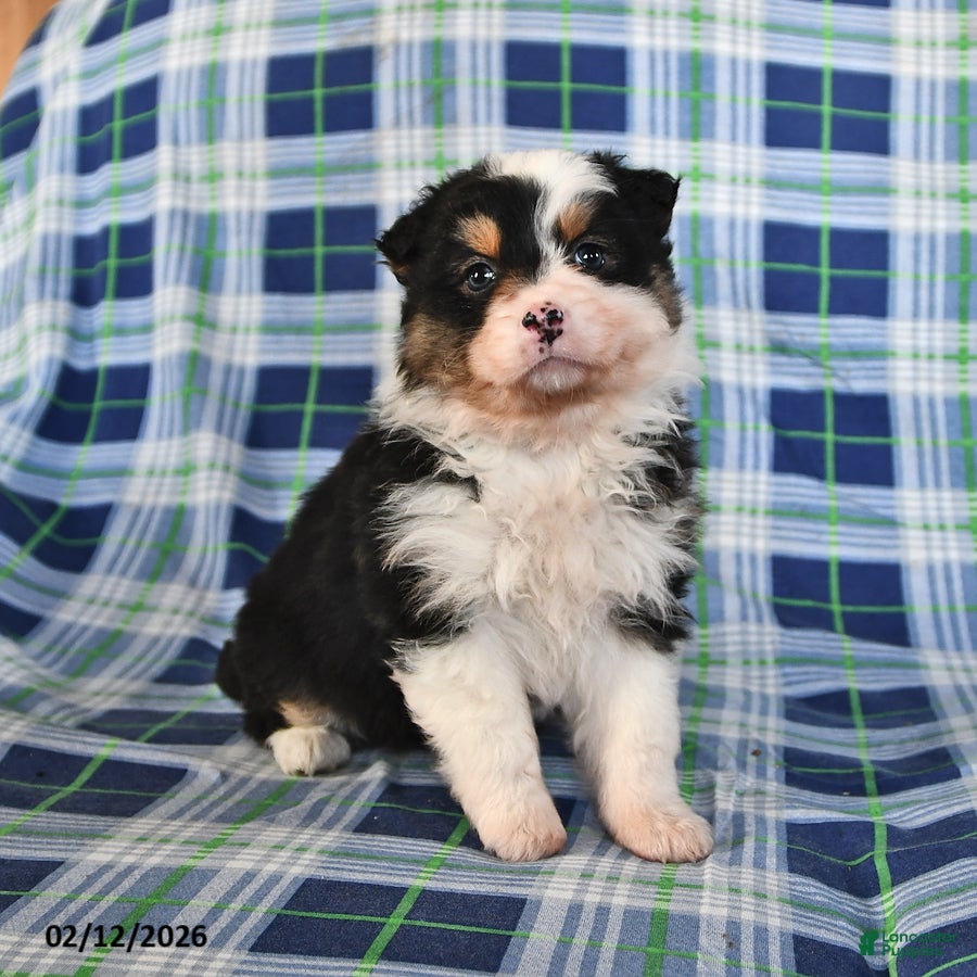 Australian Shepherd dogs Ivy - Ad 2