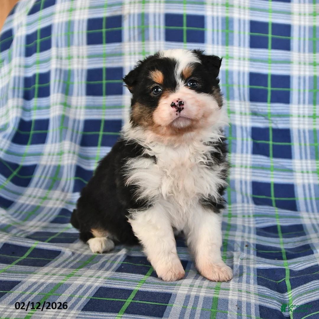 Australian Shepherd dogs for sale: Ivy - Ad 2