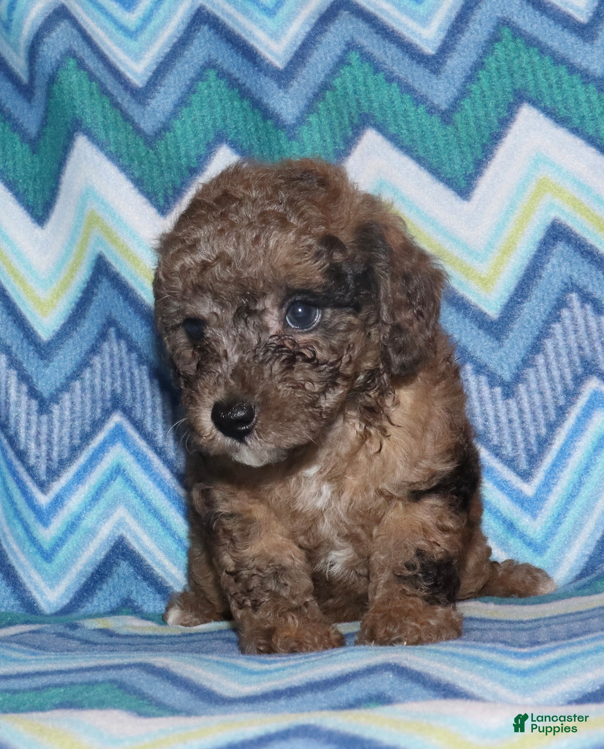 Miniature Poodle dogs Harlee’s brown Merle male - Ad 3