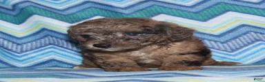 Harlee’s brown Merle male