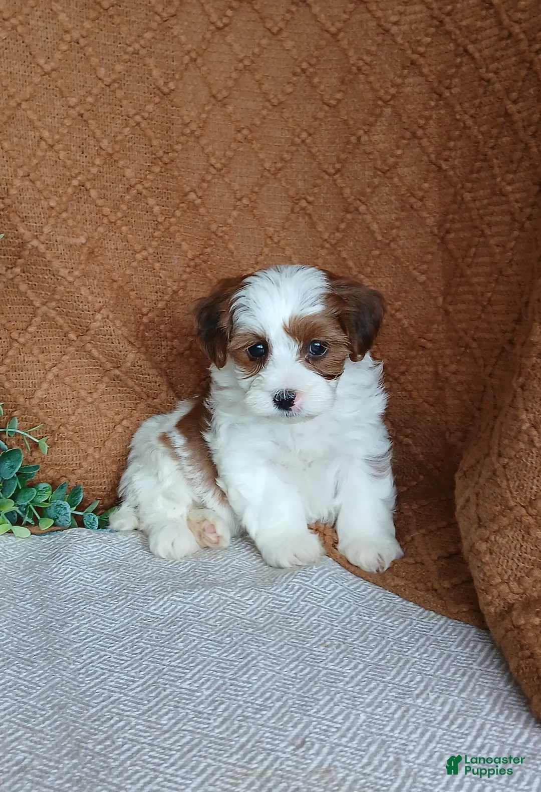 Havanese dogs for sale: Rose  - Ad 1