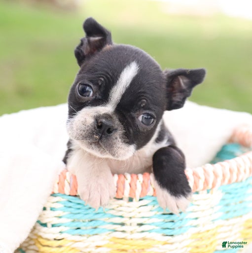 Gallery Image {{count}}