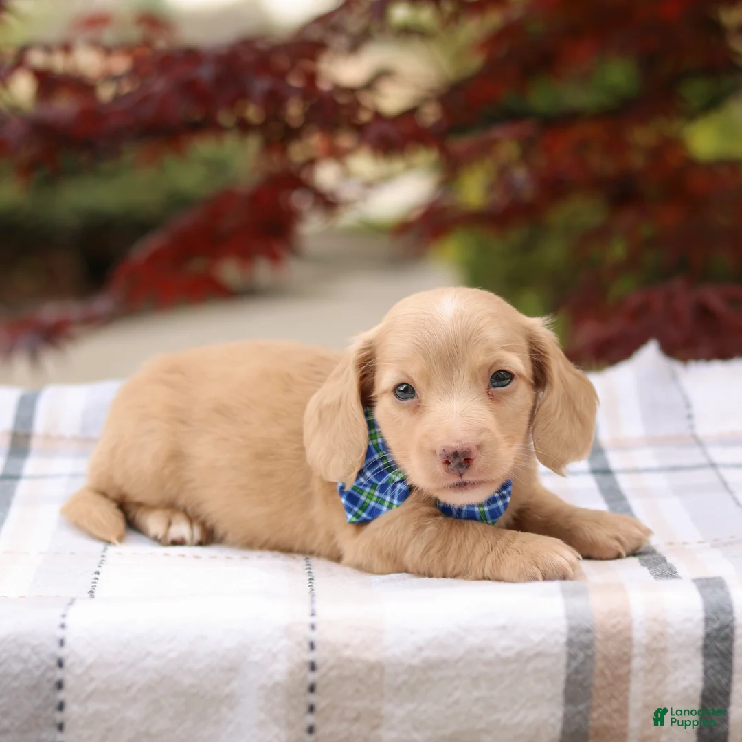 Miniature Dachshund dogs for sale: Kip - Ad 1