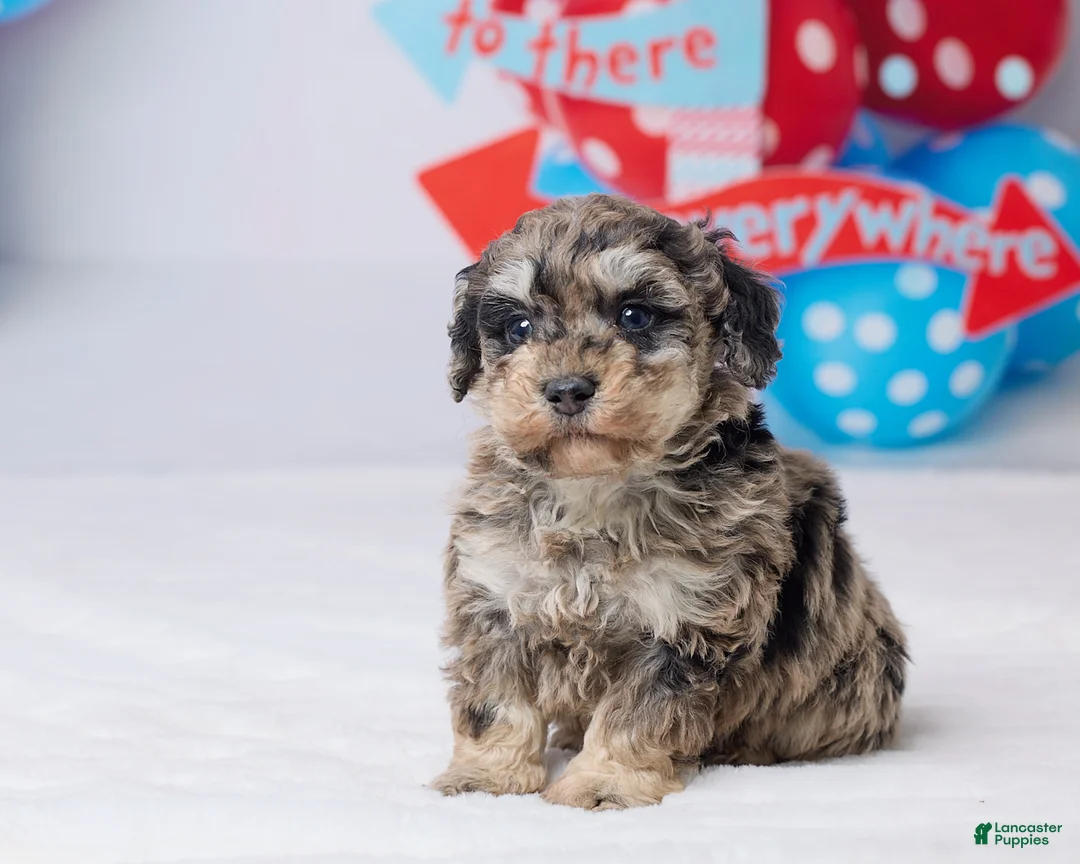 Miniature Poodle dogs for sale: Rodger - Ad 2