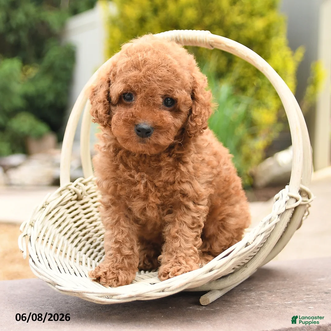Miniature Poodle dogs for sale: Everest - Ad 2