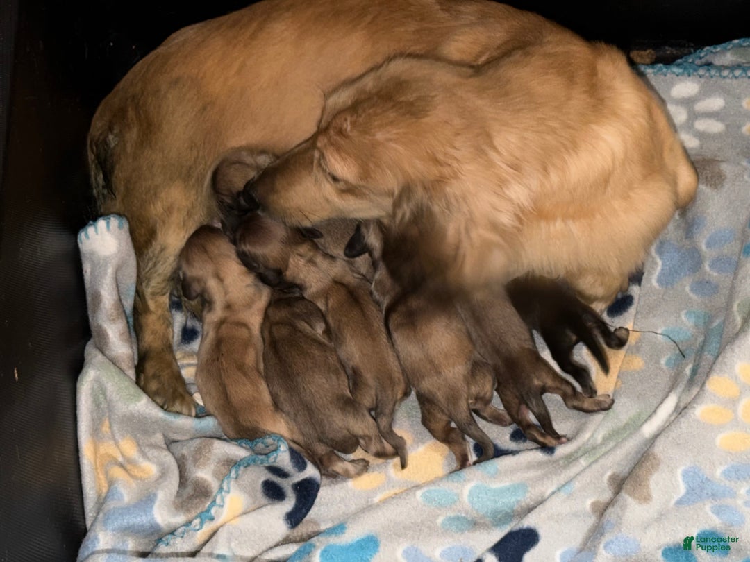 Miniature Dachshund dogs for sale: Cream - Ad 3