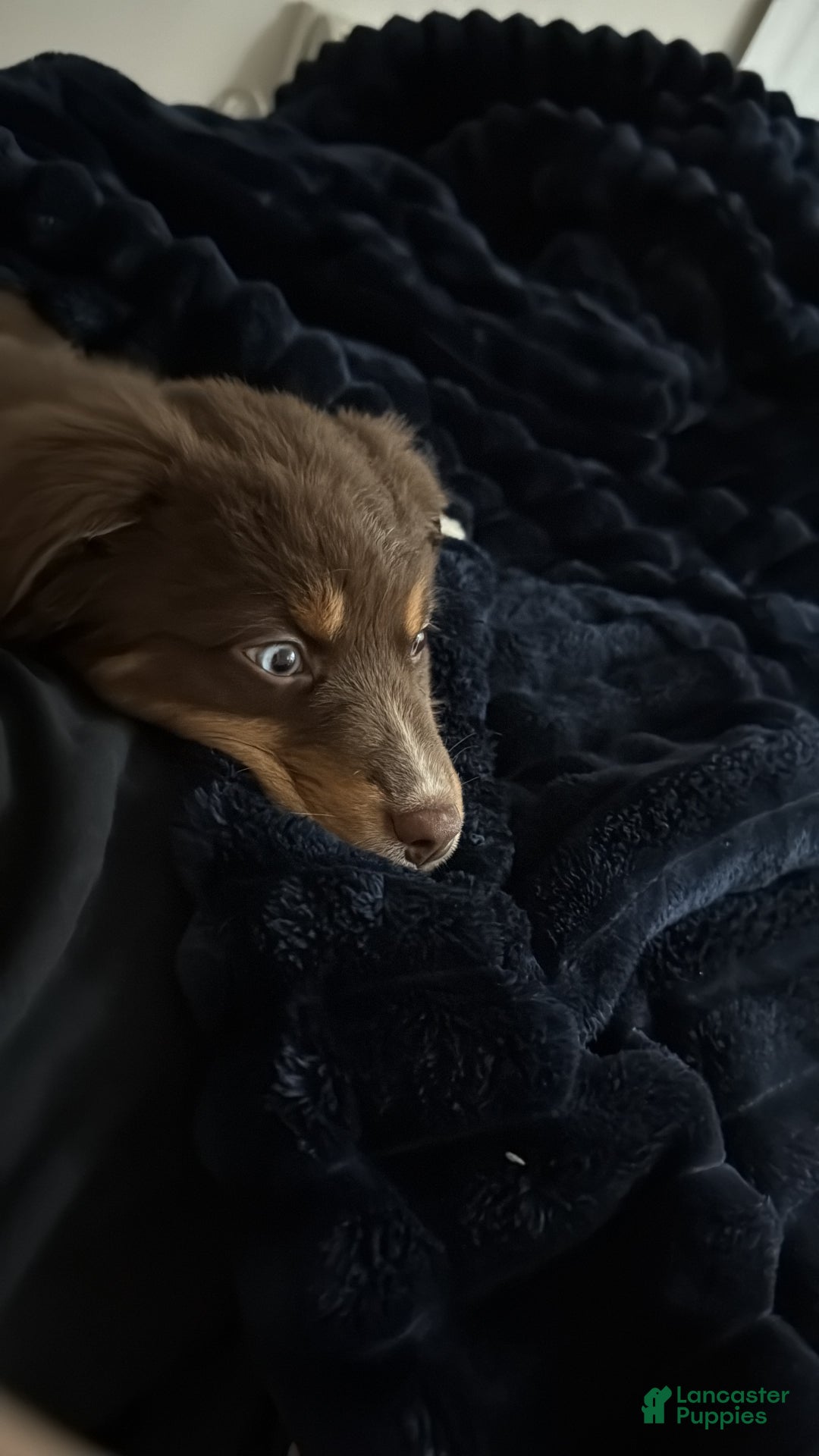 Australian Shepherd dogs for sale: Nala - Ad 3