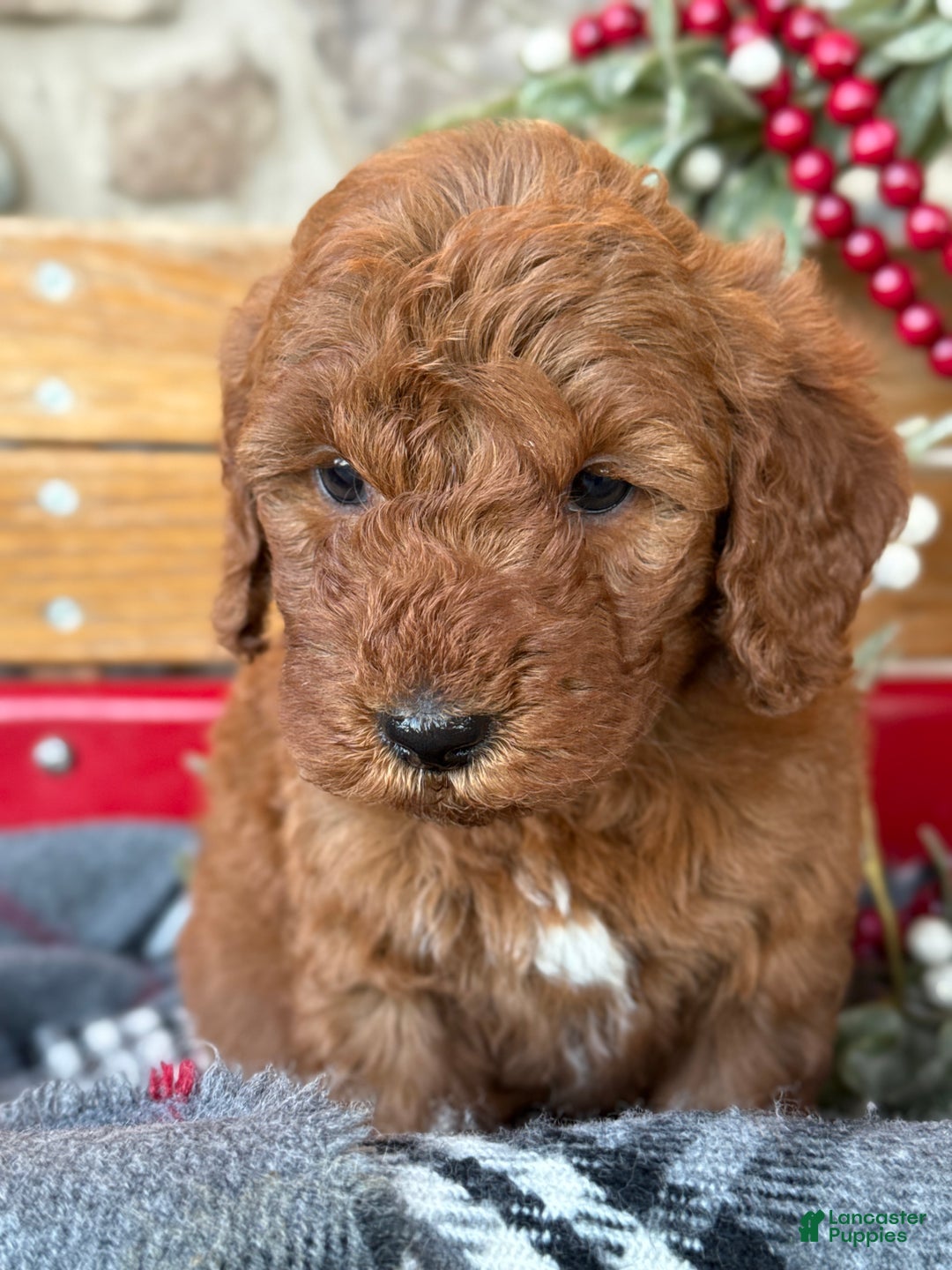 Mini Goldendoodle dogs for sale: Ivy - Ad 11