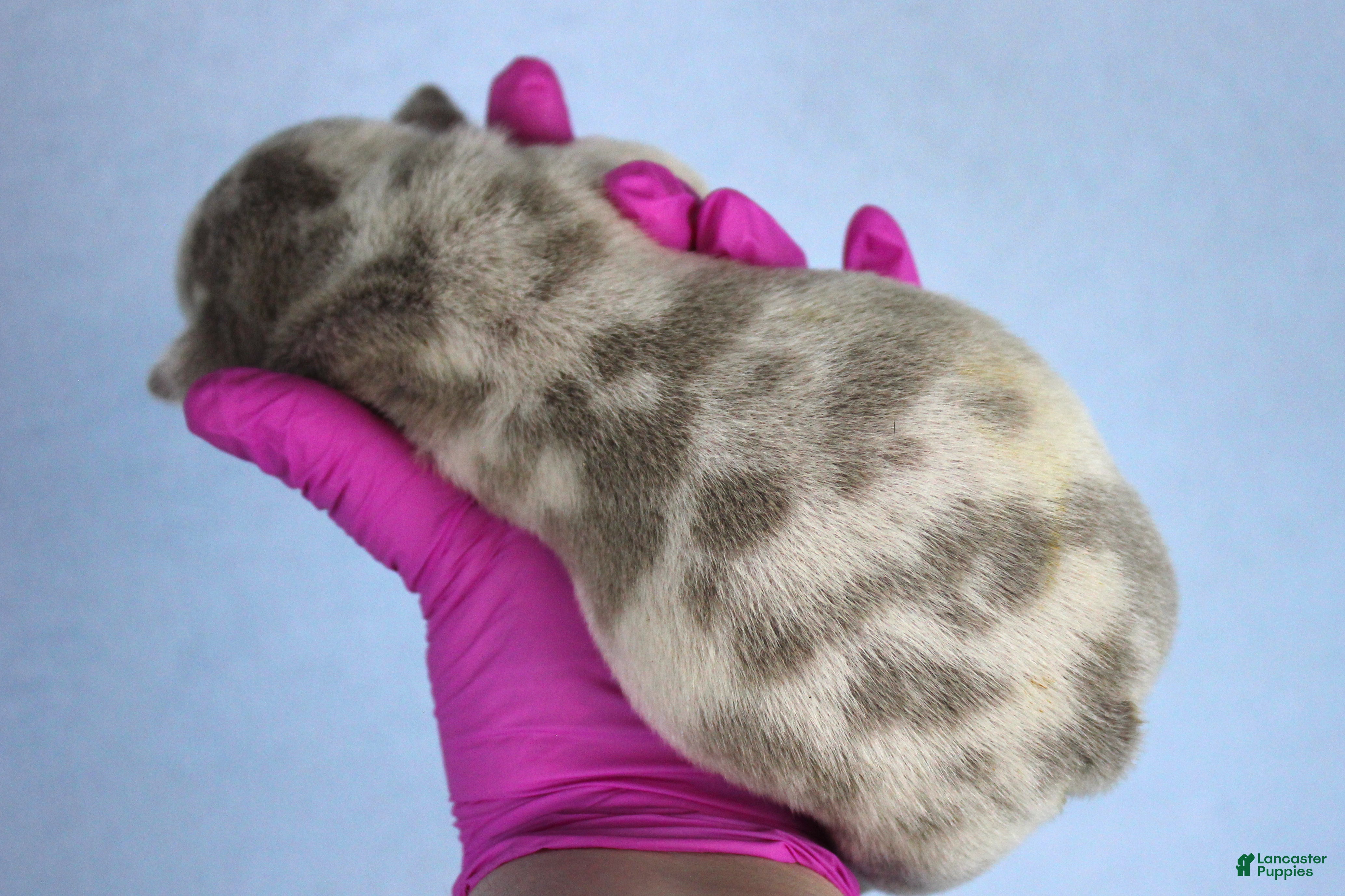 American Bully dogs Lilac Merle Female - Ad 2