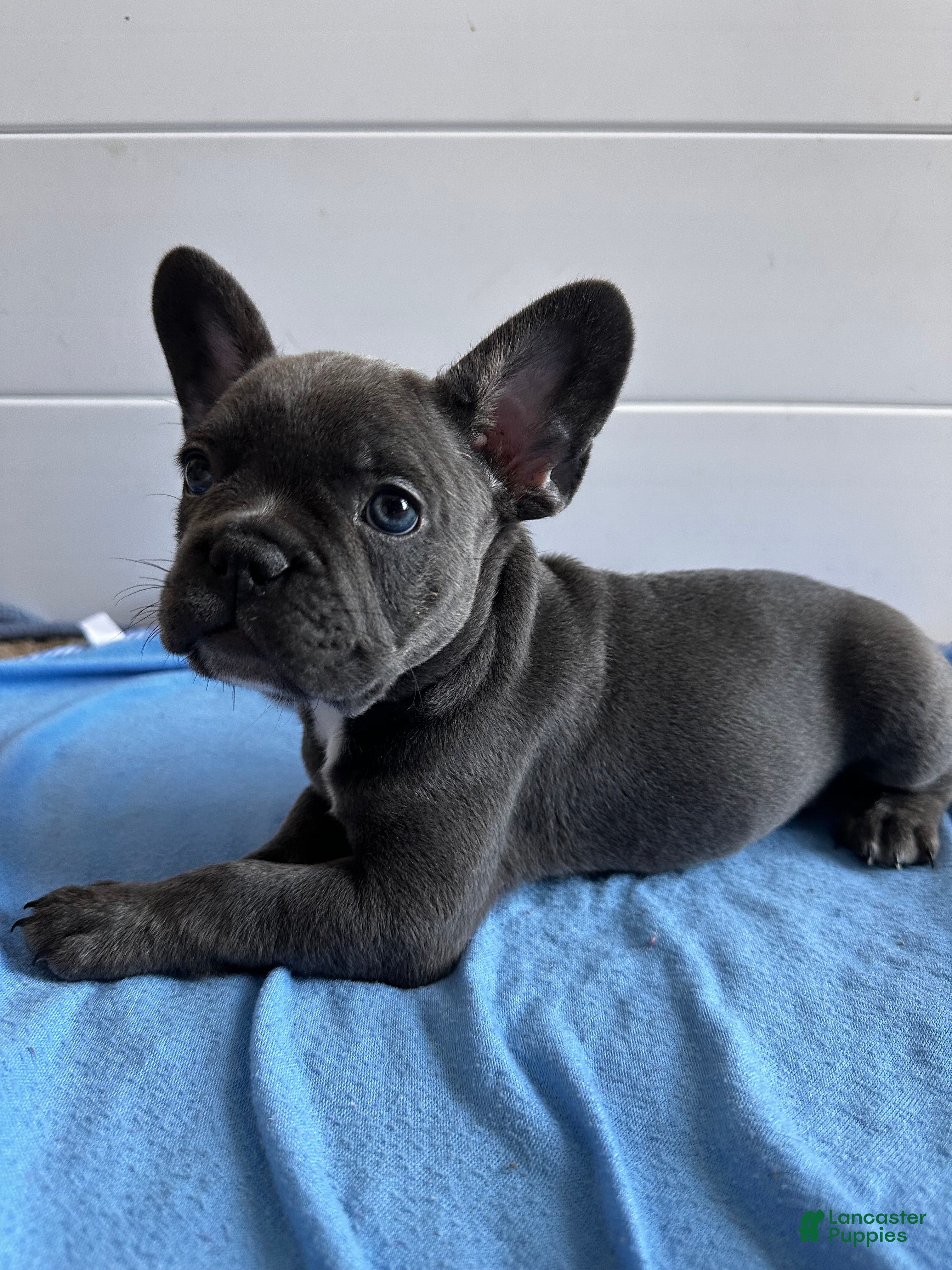 French Bulldog dogs Hulk - Ad 39