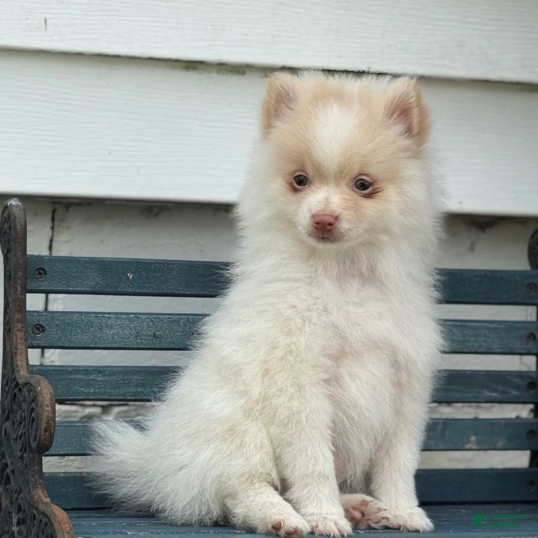 Pomeranian dogs for sale: Wilder - Ad 11
