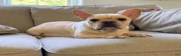French Bulldog dogs for sale: Delilah - Ad 11