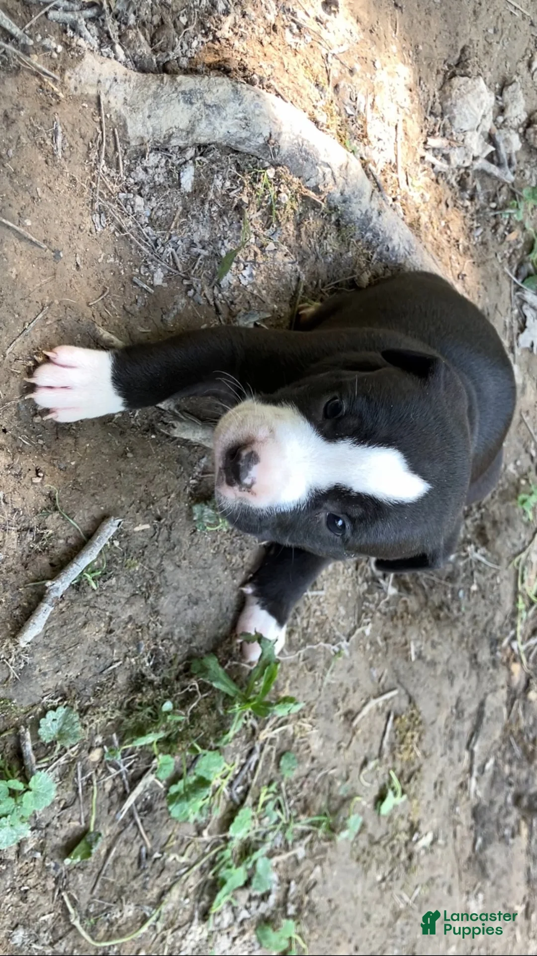 American Pit Bull Terrier dogs for sale: American Pit Bull Terrier 2 - Ad 2