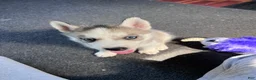 Siberian Husky dogs for sale: Suppy AKC - Ad 8
