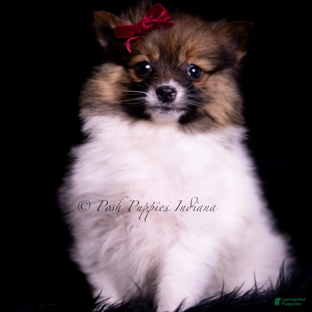 Pomeranian dogs for sale: Anika - Ad 2