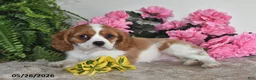 Cavalier King Charles Spaniel dogs for sale: Daisy - Ad 4