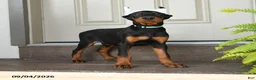 Doberman Pinscher dogs for sale: Duke - Ad 3