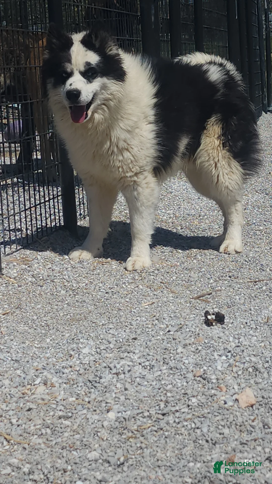 Siberian Husky dogs for sale: Dale - Ad 5