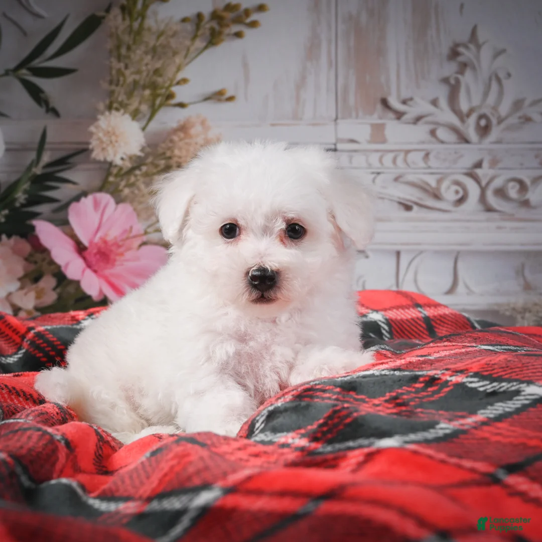 Bichon Frise dogs for sale: AKC-Riley - Ad 1