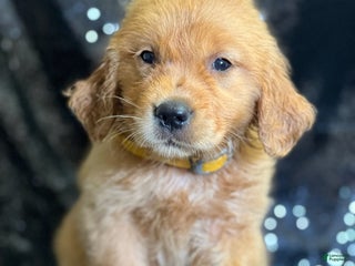 Golden Retriever dogs - Ad 21