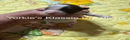 Yorkshire Terrier dogs for sale: ISABELL - Ad 2