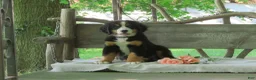 Bernese Mountain Dog dogs for sale: Joey - Ad 9