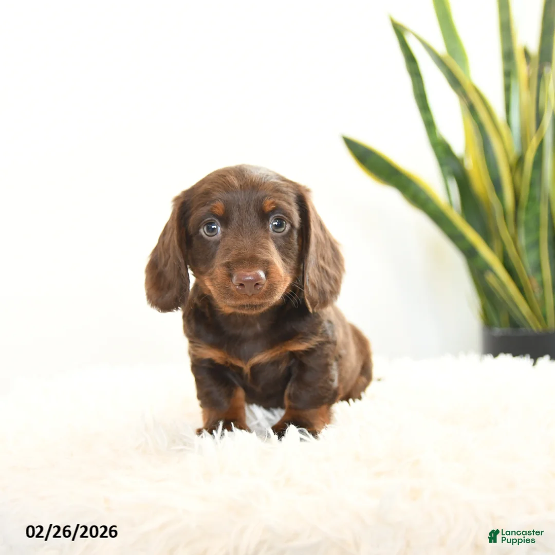 Miniature Dachshund dogs for sale: Rusty - Ad 4