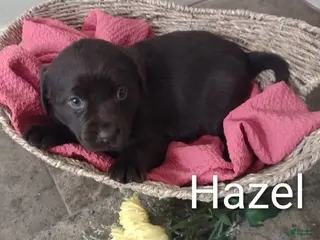 Labrador Retriever dogs for sale: Hazel - Ad 3