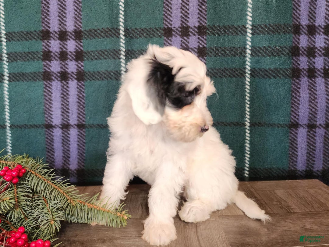 Mini Bernedoodle dogs for sale: Sparkle - Ad 13
