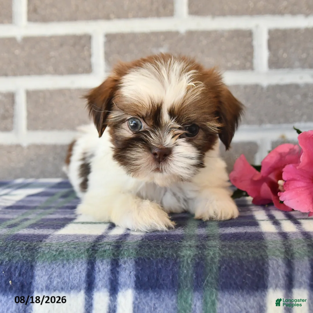 Shih Tzu dogs for sale: Rose  - Ad 1
