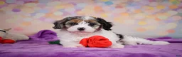 Cavapoo dogs for sale: Cavapoo 2 - Ad 6