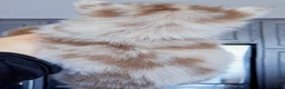 Pomsky dogs for sale: Lava Lavender Merle  - Ad 3