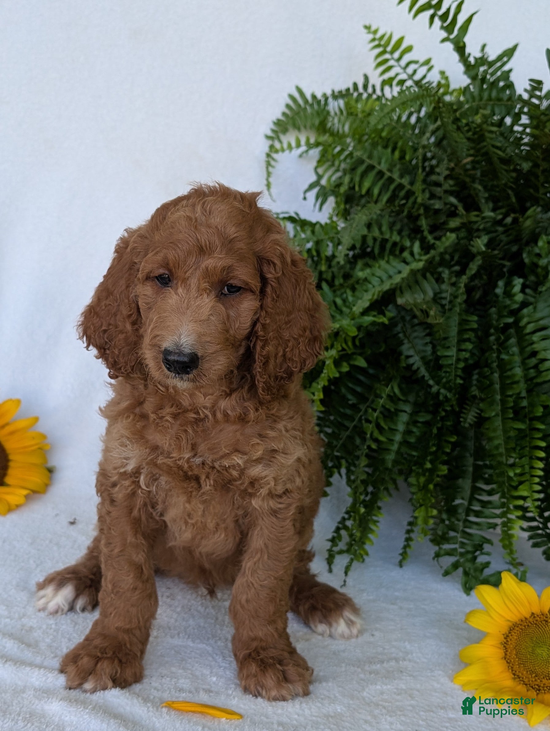 Goldendoodle dogs Rusty  - Ad 1